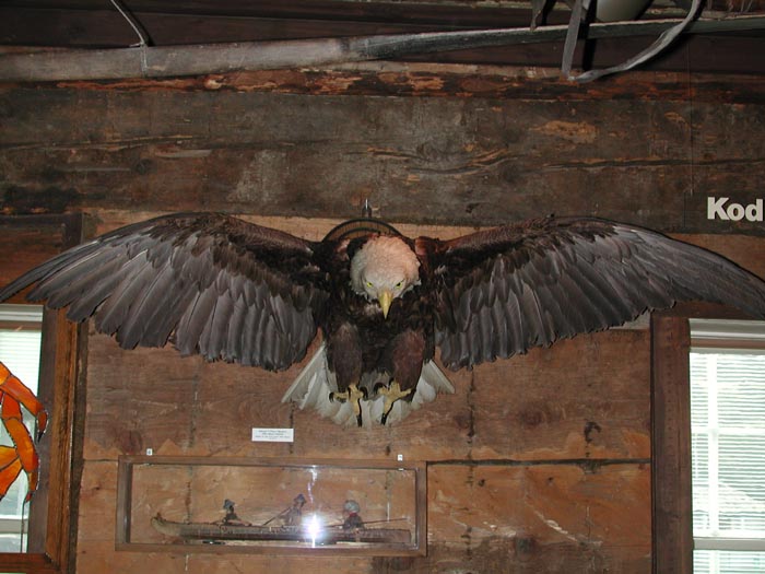 Eagle in museum.jpg 72.3K